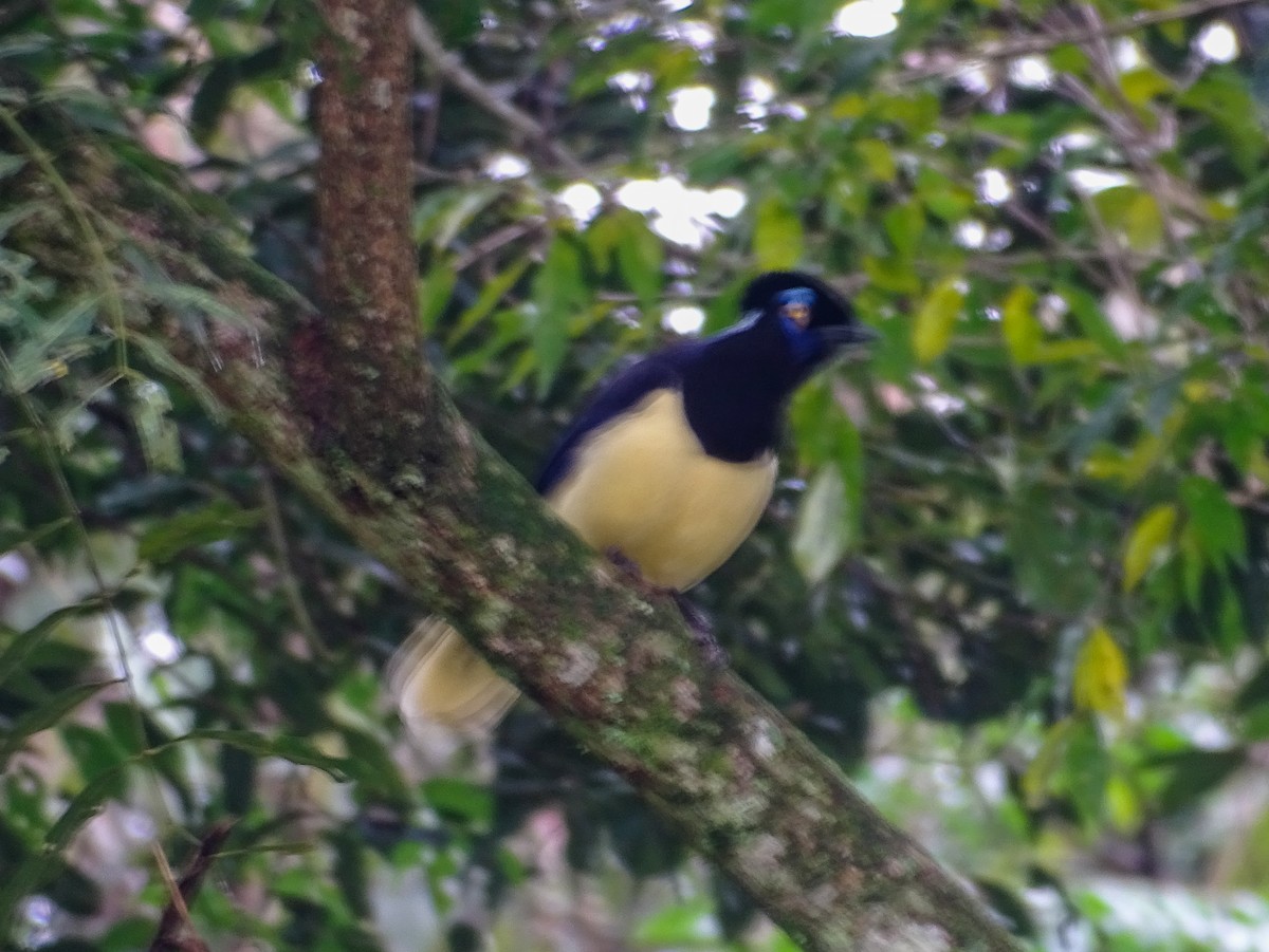 Plush-crested Jay - ML644077205