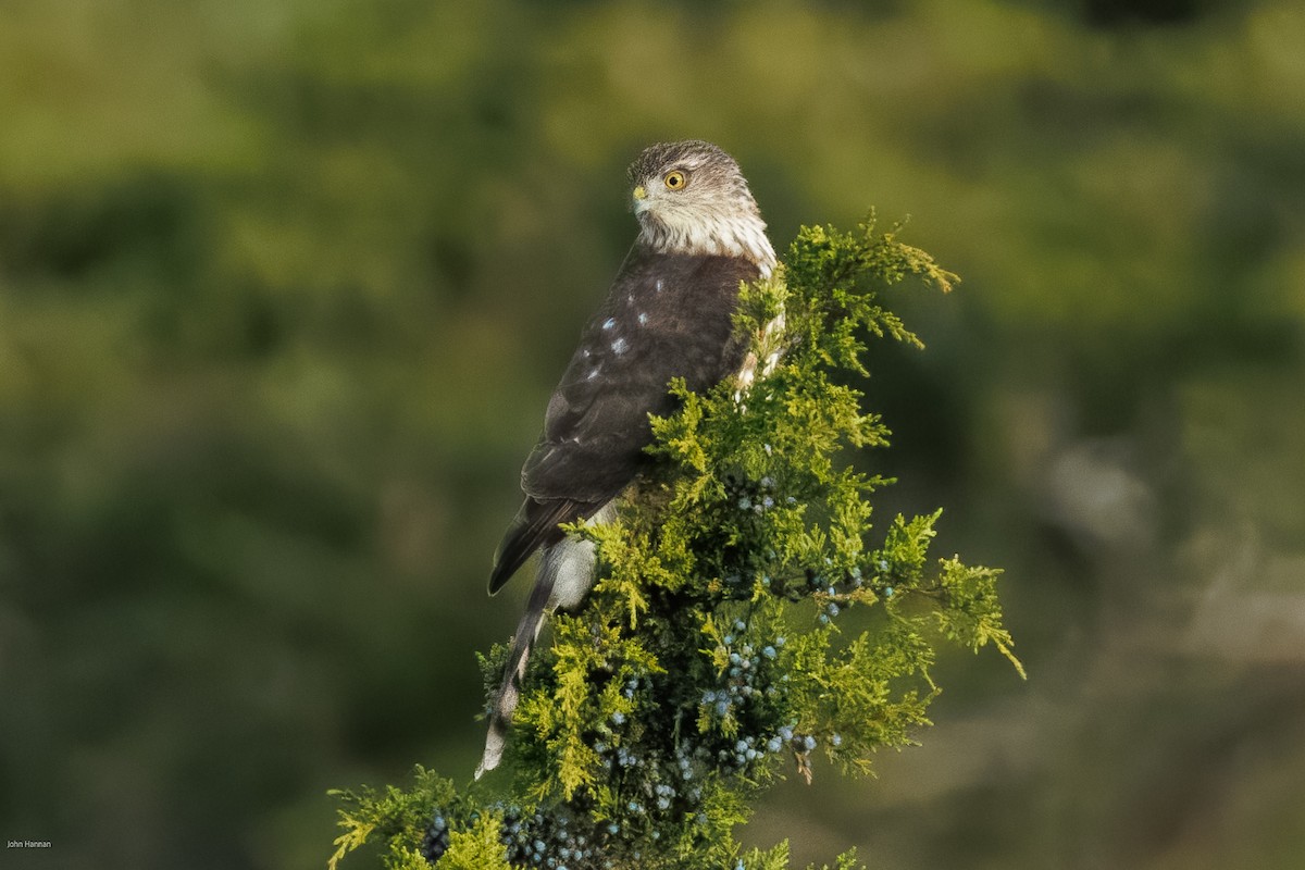 Sharp-shinned Hawk - ML644077211