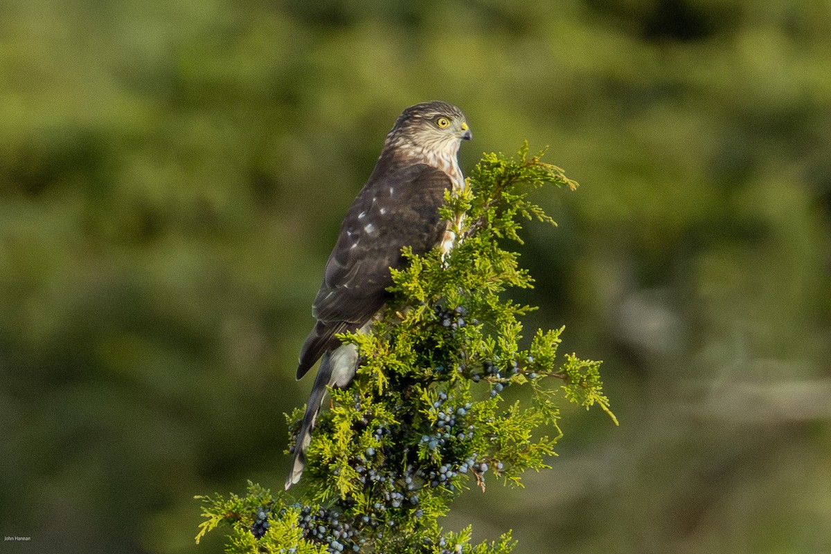 Sharp-shinned Hawk - ML644077212