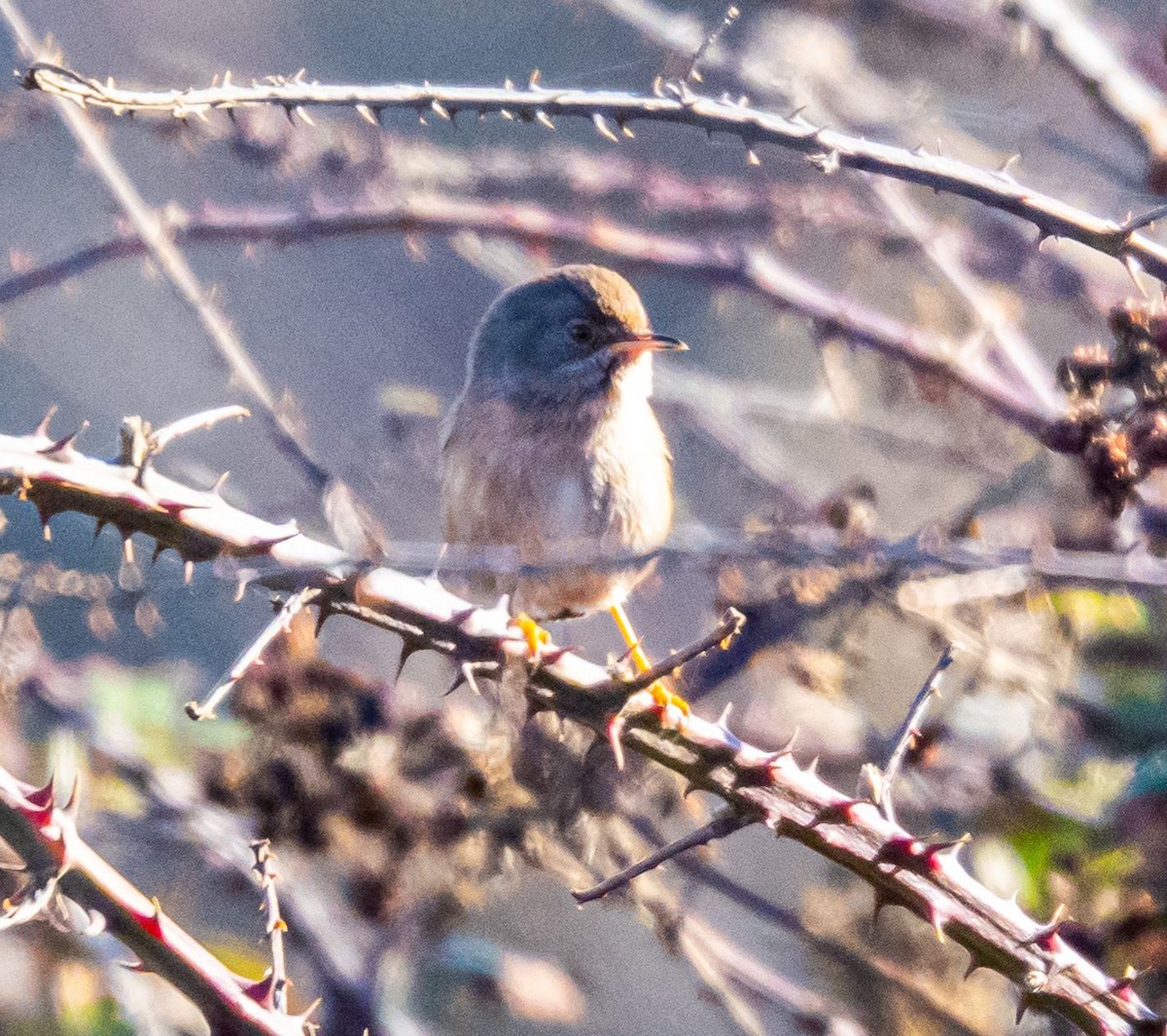 Magnanina comune - ML644077248