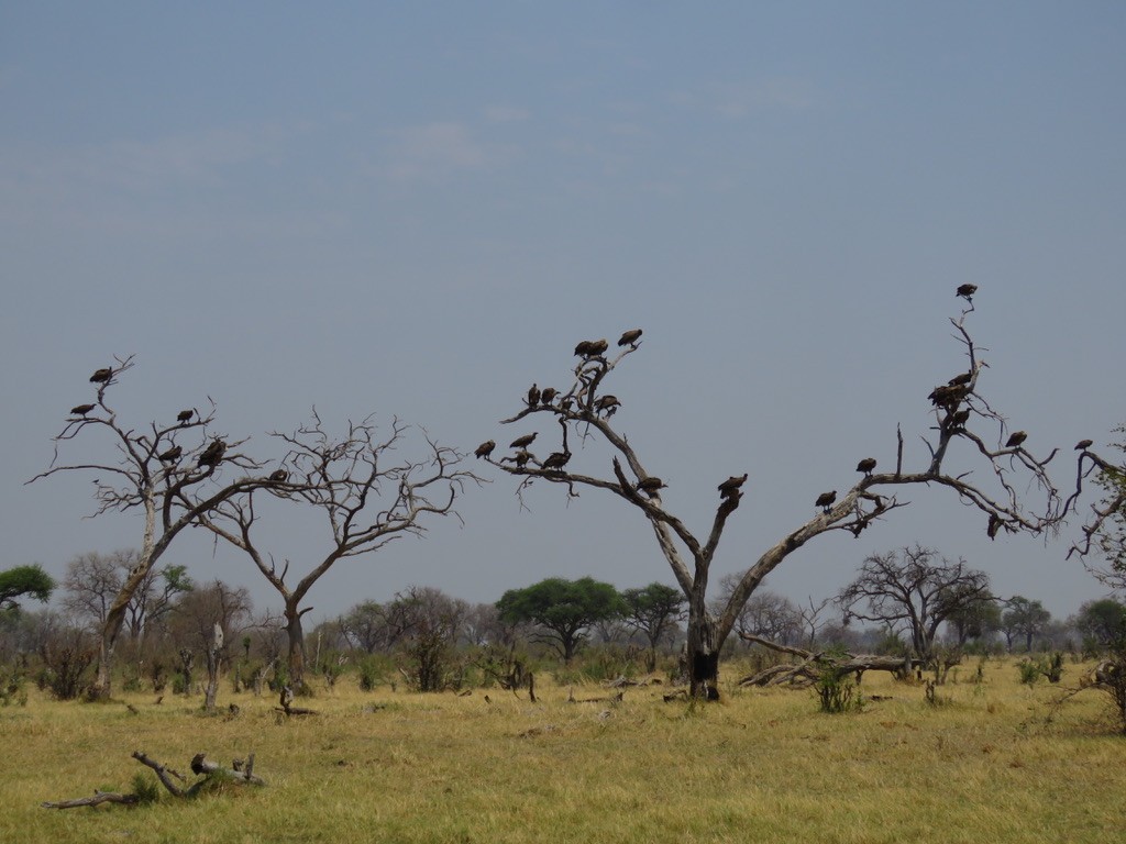 White-backed Vulture - ML644077255