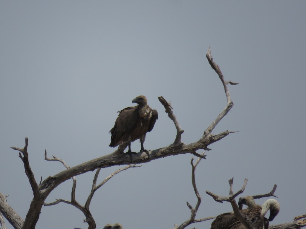 White-backed Vulture - ML644077256