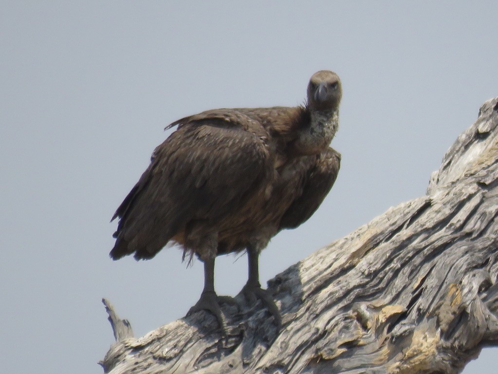 White-backed Vulture - ML644077257