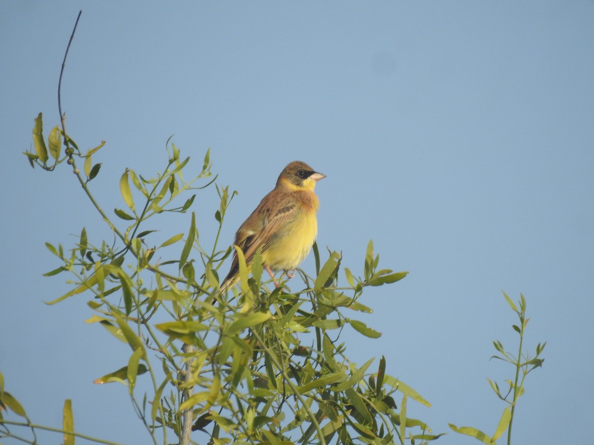 Bruant mélanocéphale - ML644077260