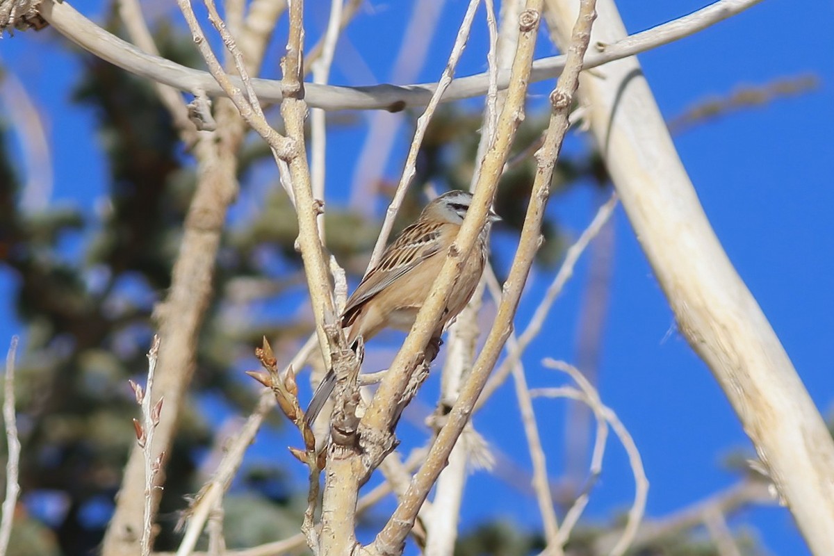 גיבתון סלעים - ML644077266