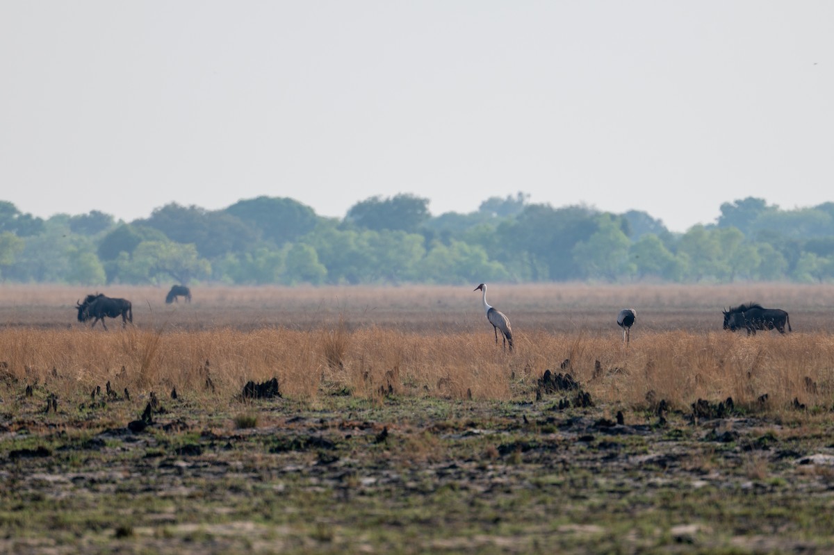 ホオカザリヅル - ML644077269