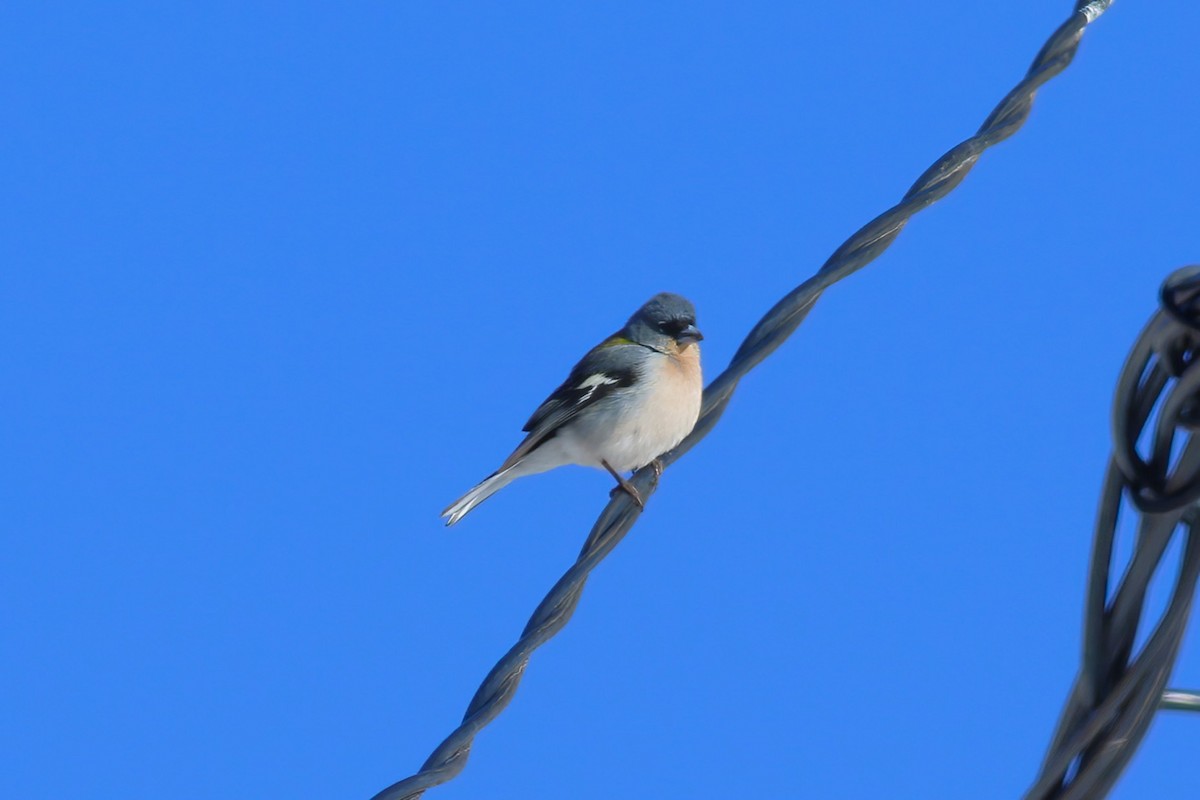 African Chaffinch - ML644077273
