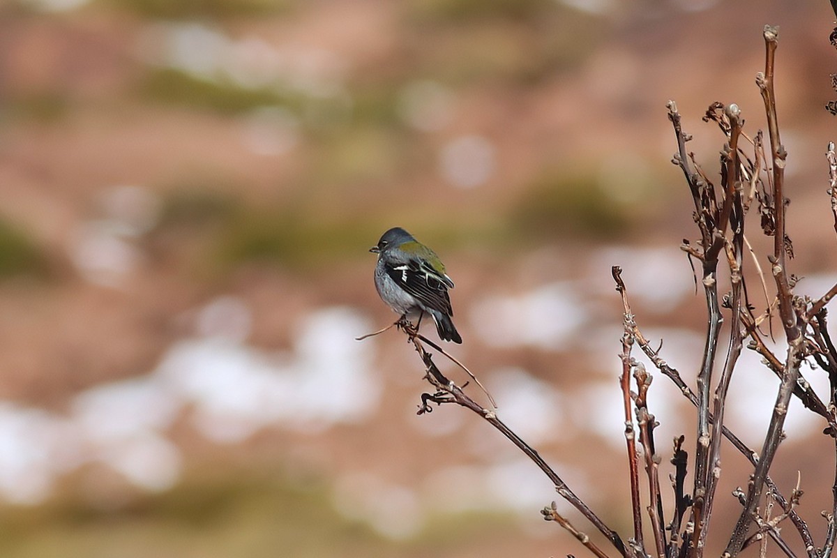 African Chaffinch - ML644077274