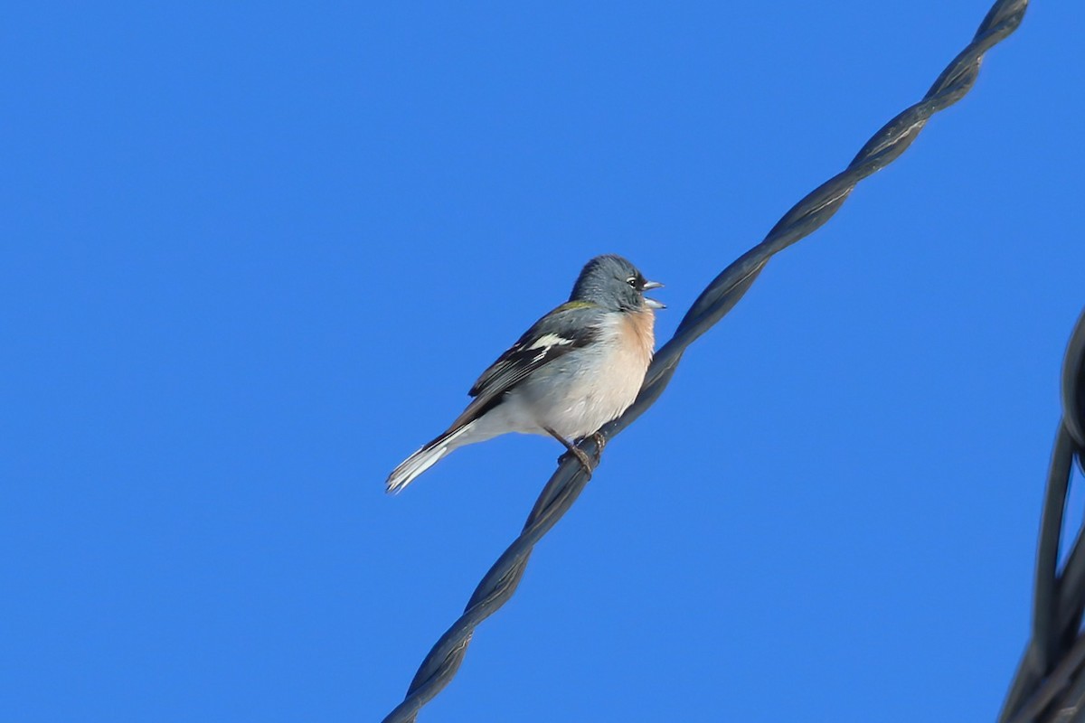 African Chaffinch - ML644077275