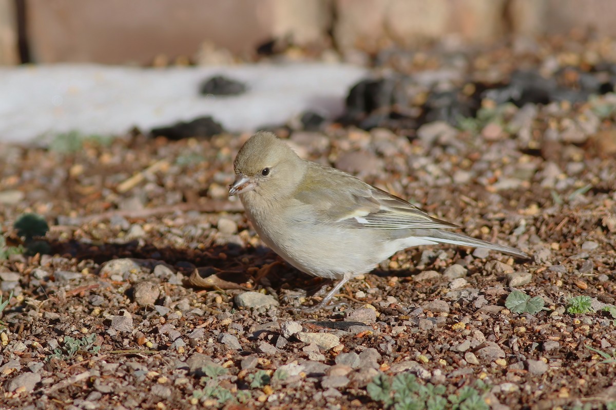 African Chaffinch - ML644077276