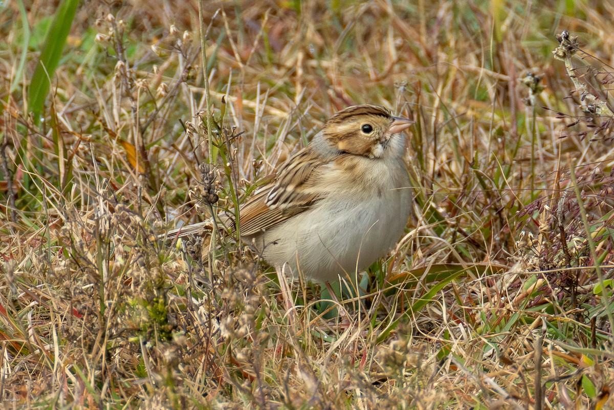 Clay-colored Sparrow - ML644077301