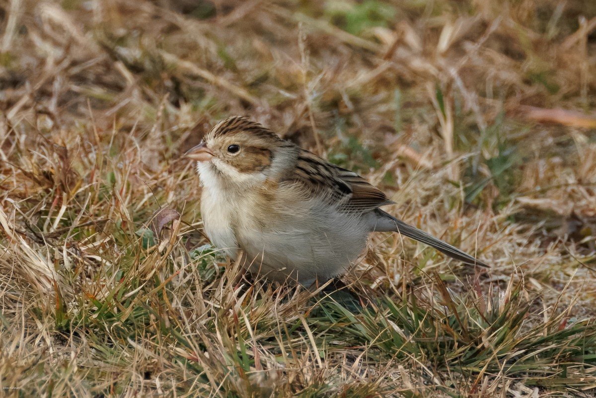 Clay-colored Sparrow - ML644077302