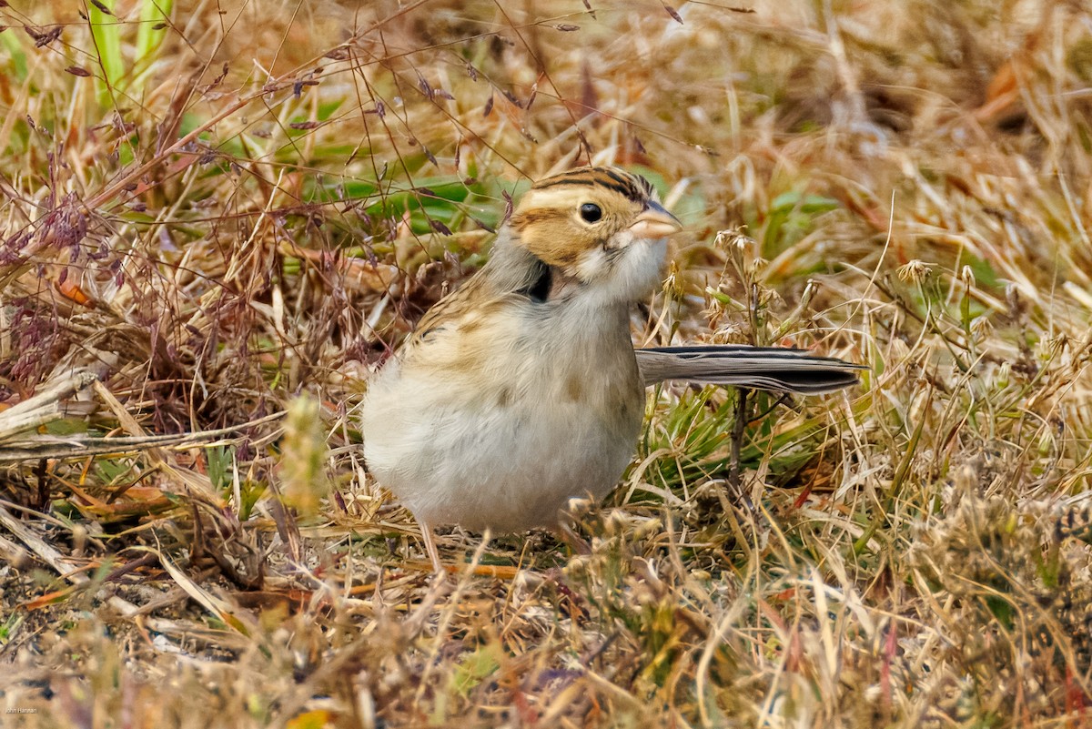 Clay-colored Sparrow - ML644077303