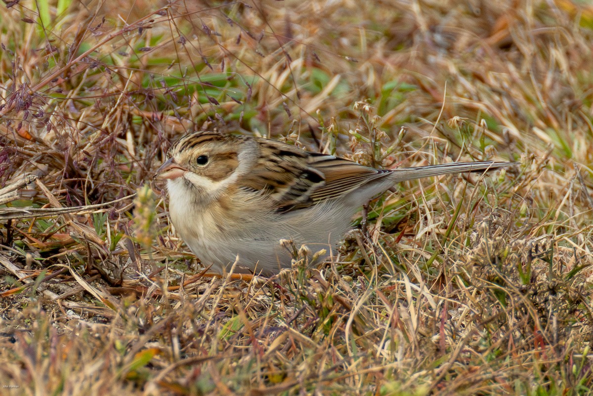 Clay-colored Sparrow - ML644077304