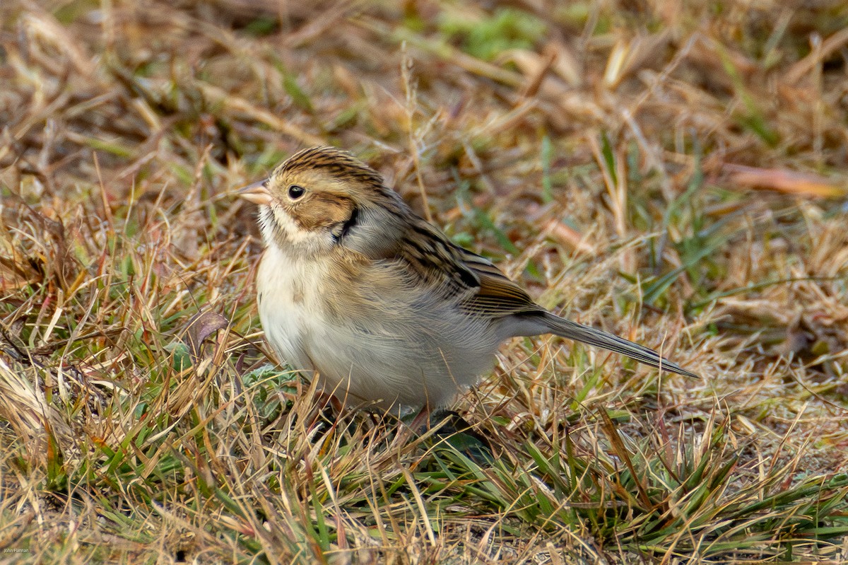 Clay-colored Sparrow - ML644077305