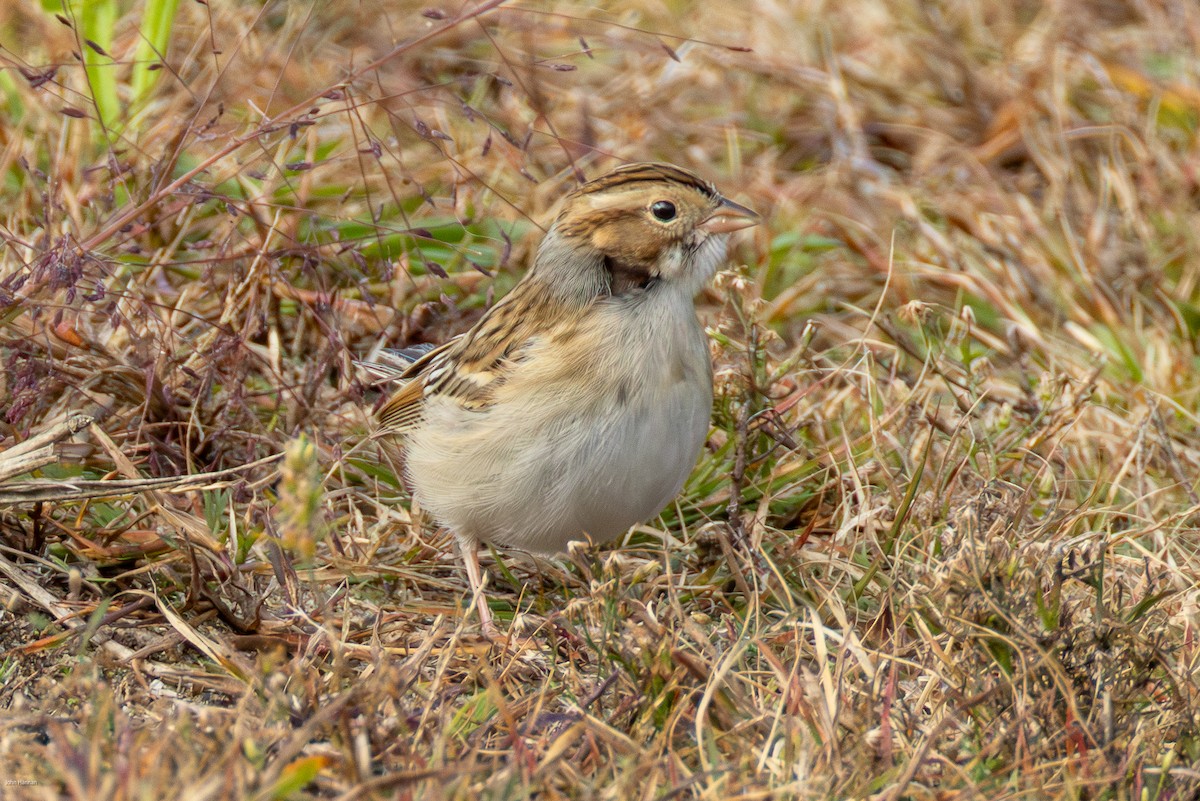 Clay-colored Sparrow - ML644077306