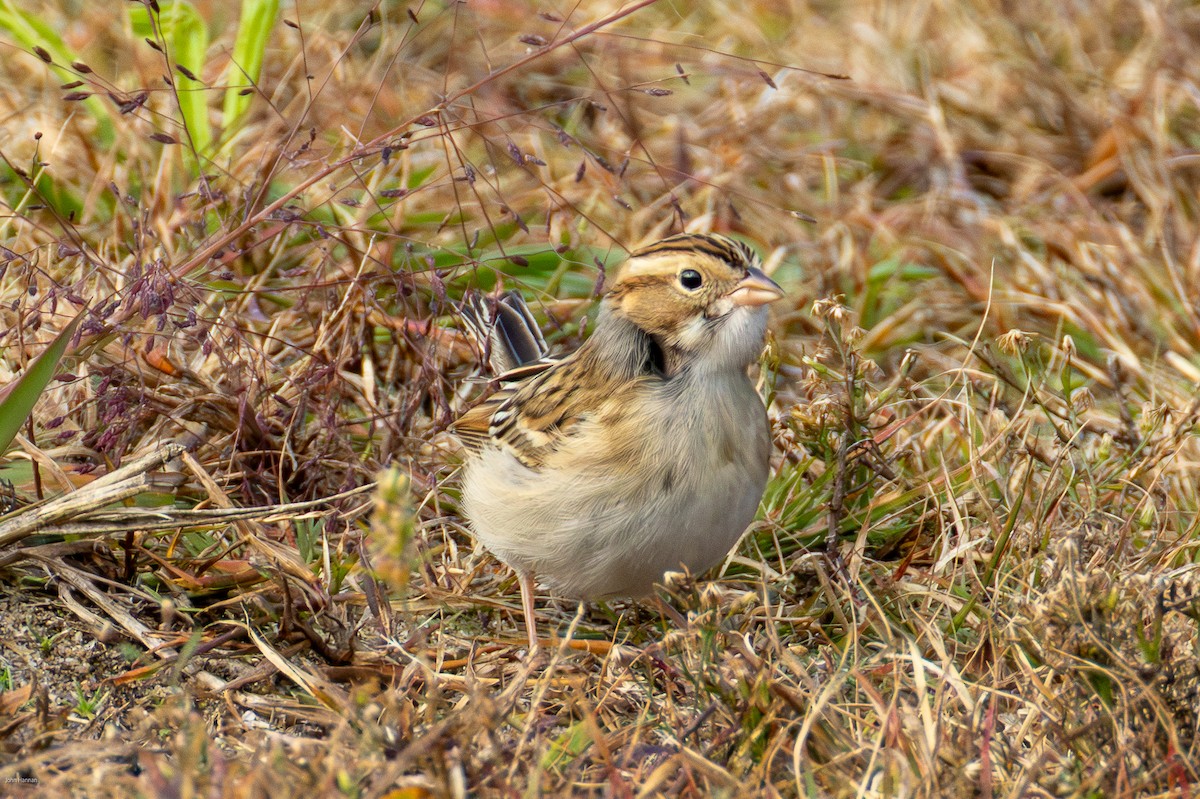 Clay-colored Sparrow - ML644077307