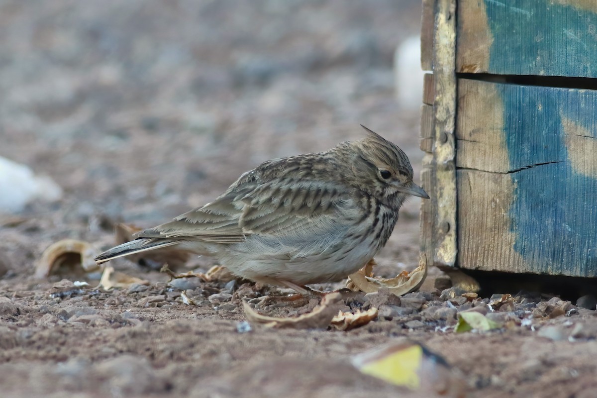 Thekla's Lark - ML644077309