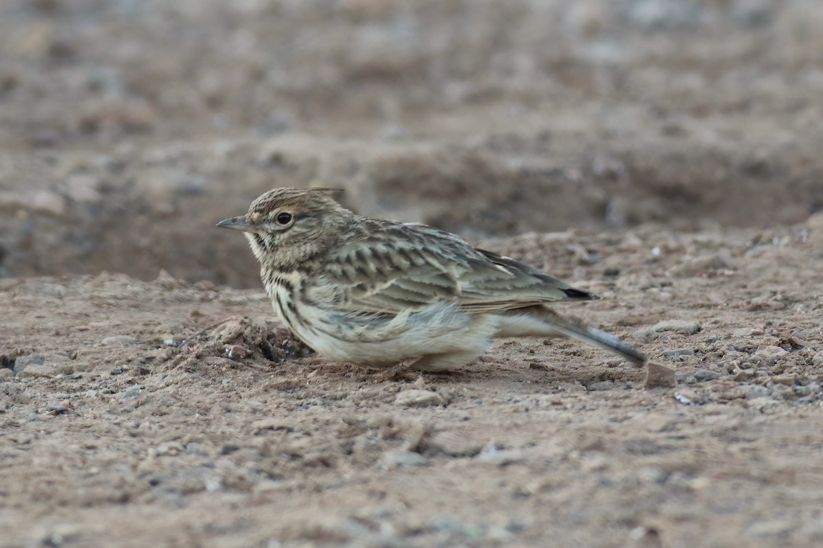 Thekla's Lark - ML644077310
