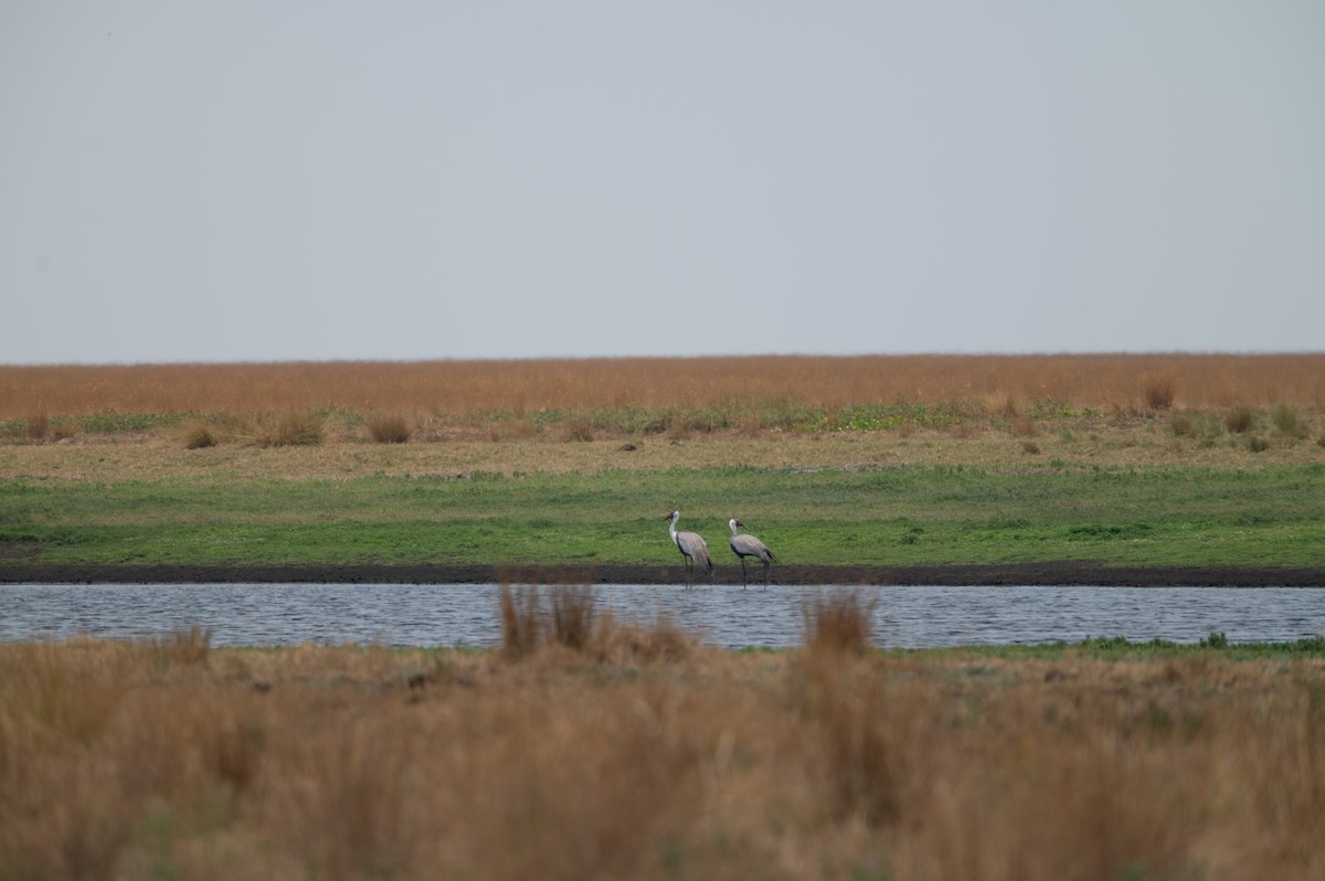 ホオカザリヅル - ML644077312