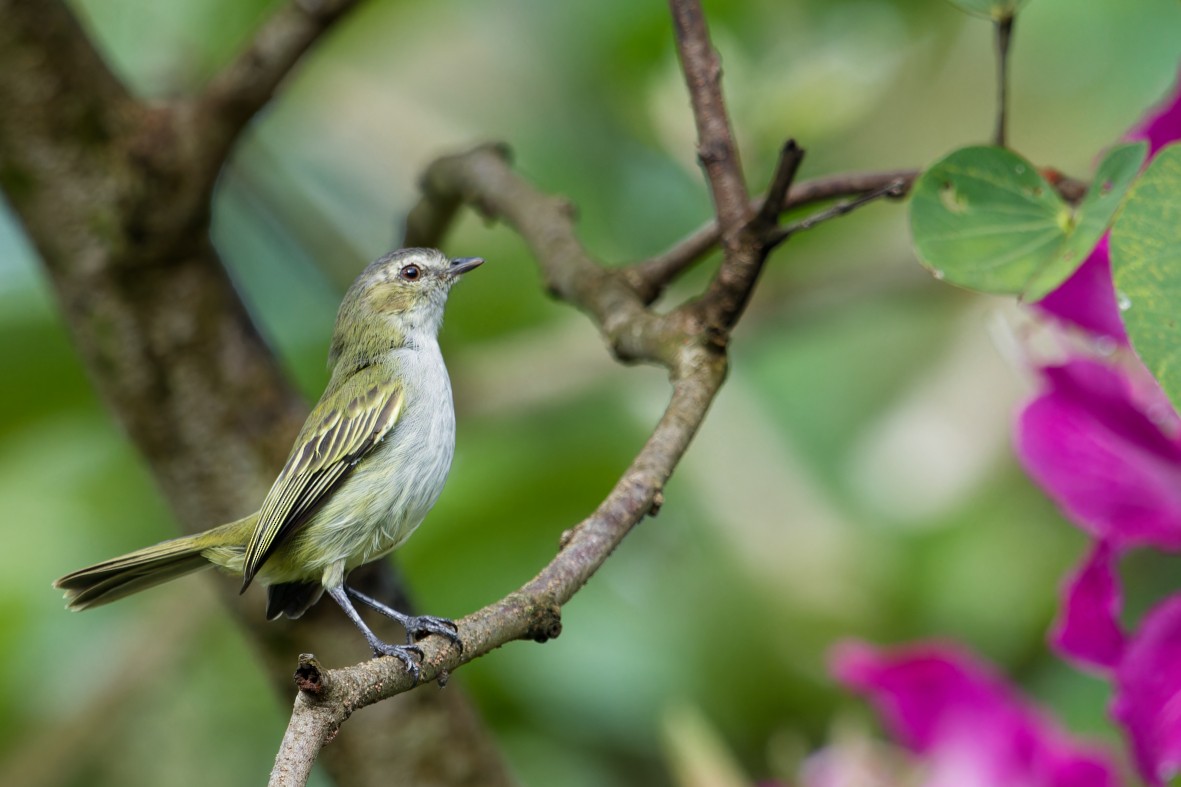 Mistletoe Tyrannulet - ML644077324