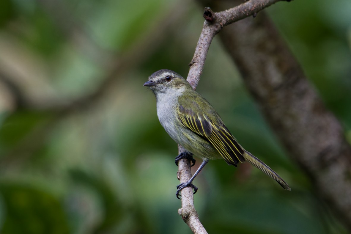 Mistletoe Tyrannulet - ML644077325
