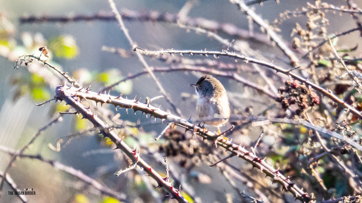 Magnanina comune - ML644077326