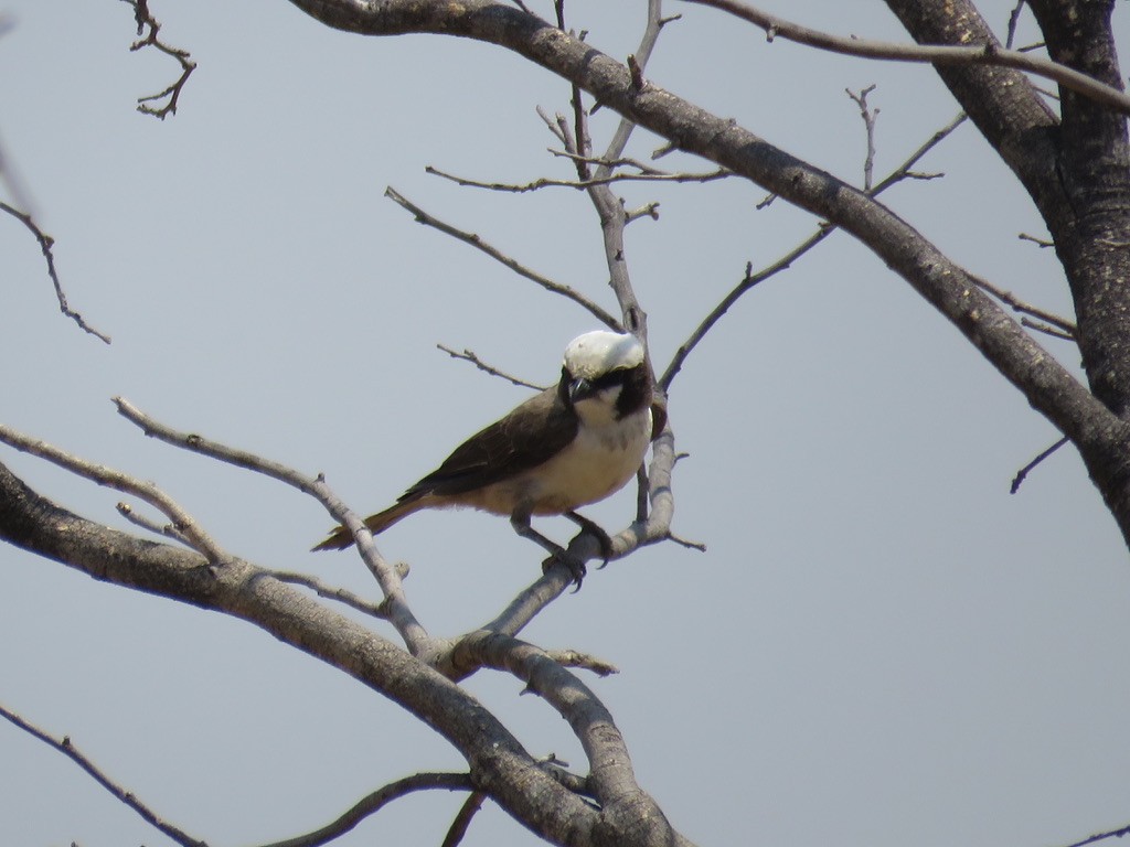 White-crowned Shrike - ML644077329
