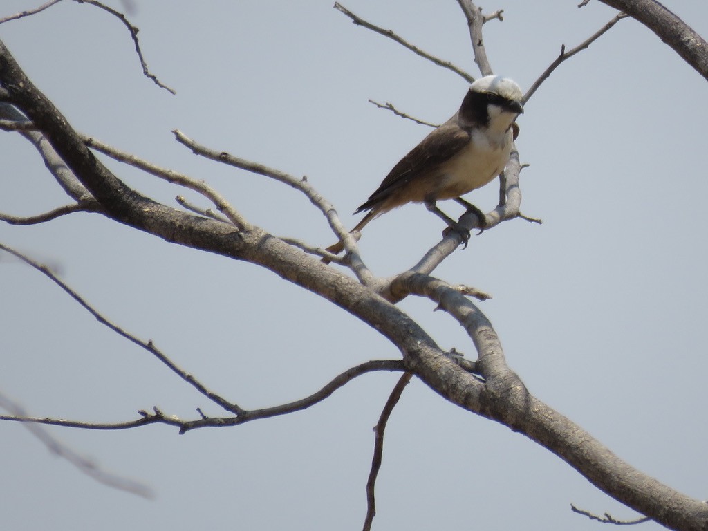White-crowned Shrike - ML644077330