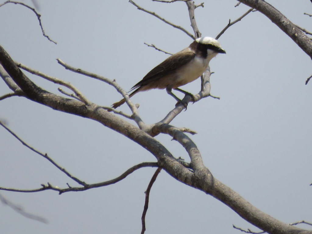 White-crowned Shrike - ML644077331