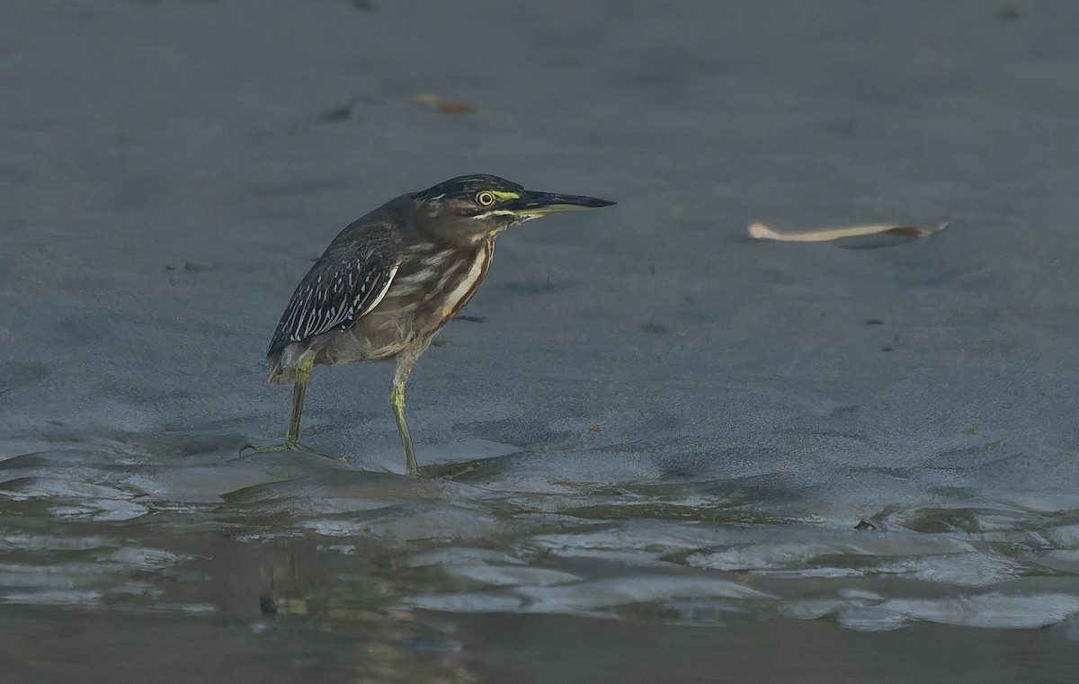 Little Heron - ML644077339