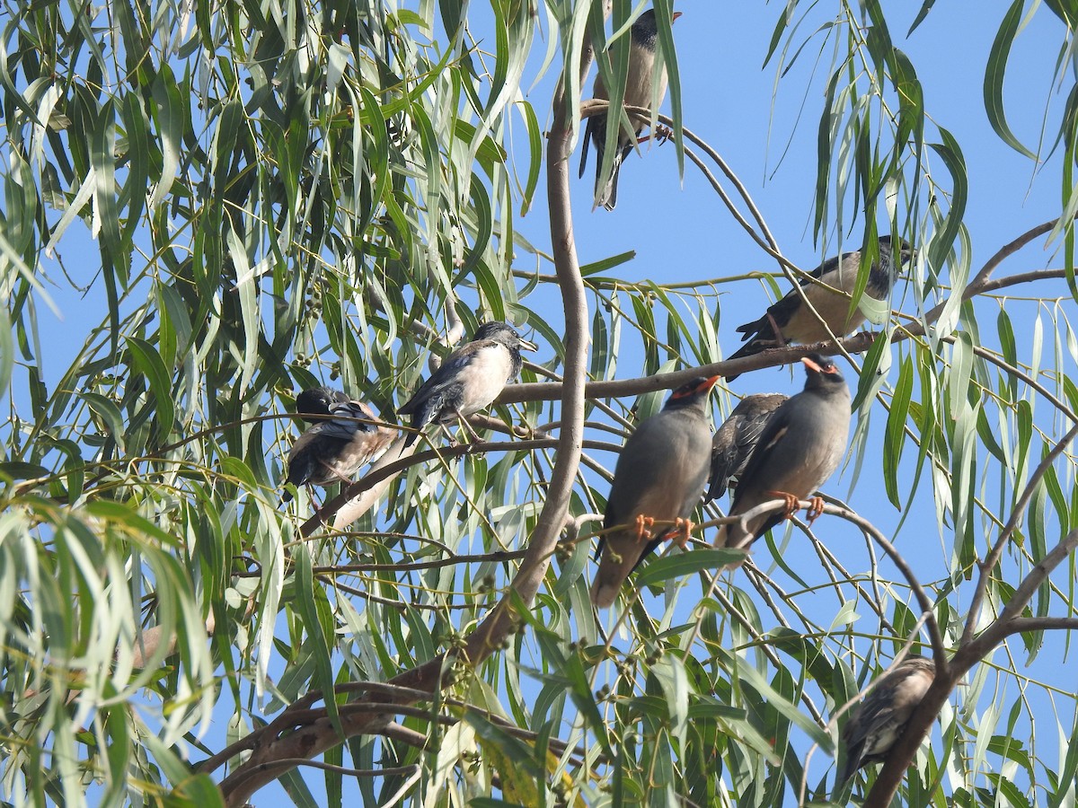 landsbystær - ML644077341