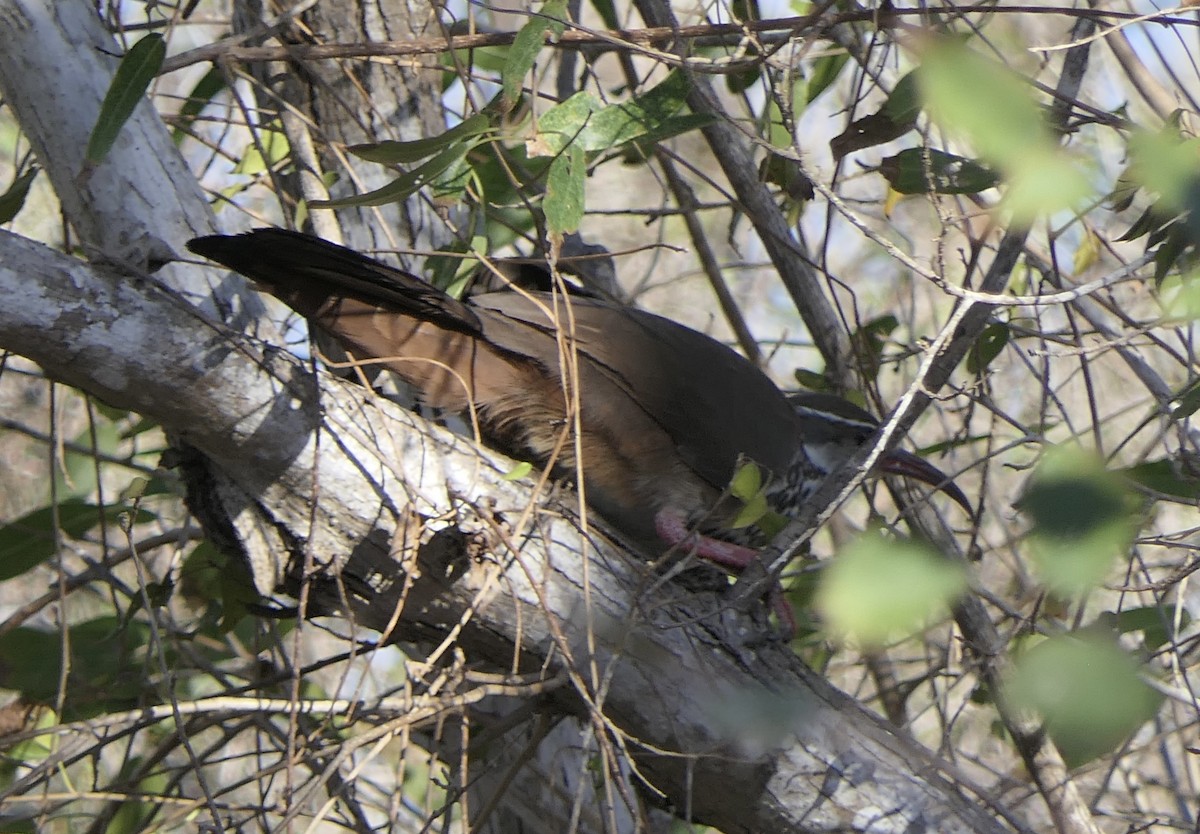 Mesito Monias - ML644077347