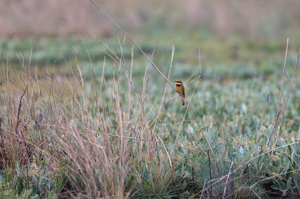 Blue-breasted Bee-eater - ML644077351