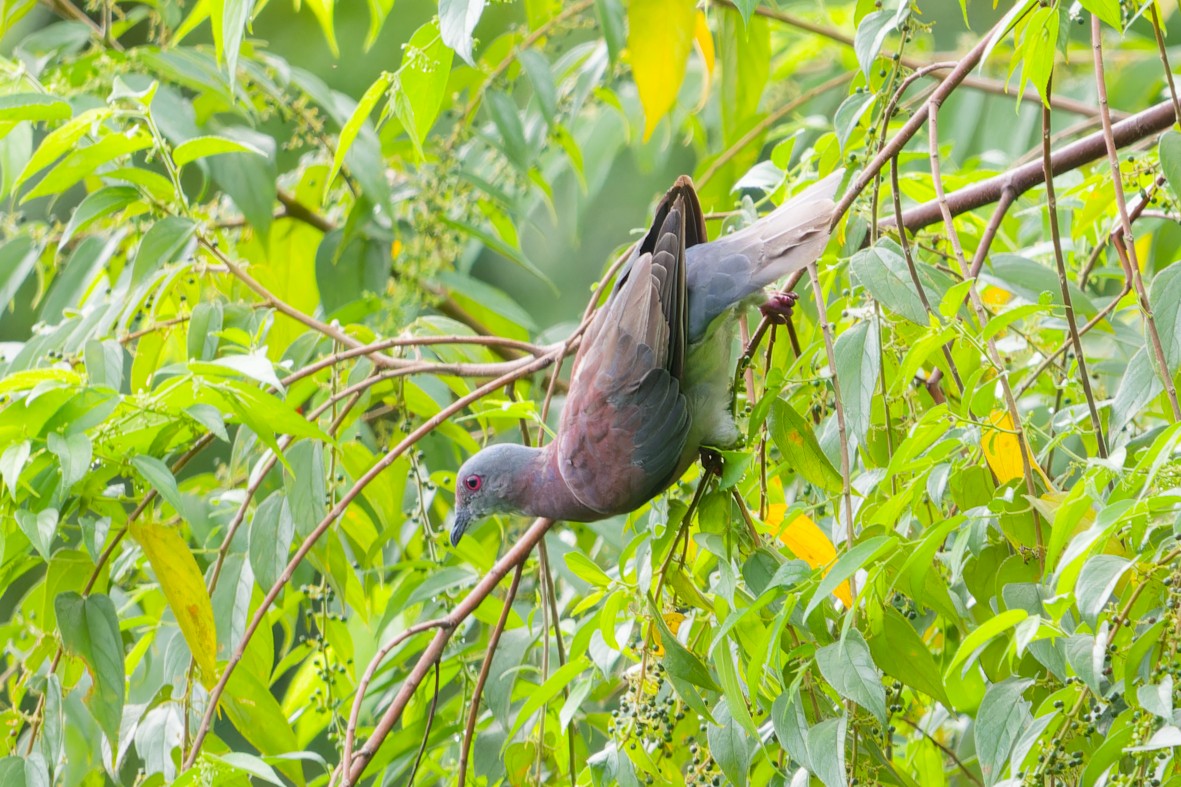 Pale-vented Pigeon - ML644077367