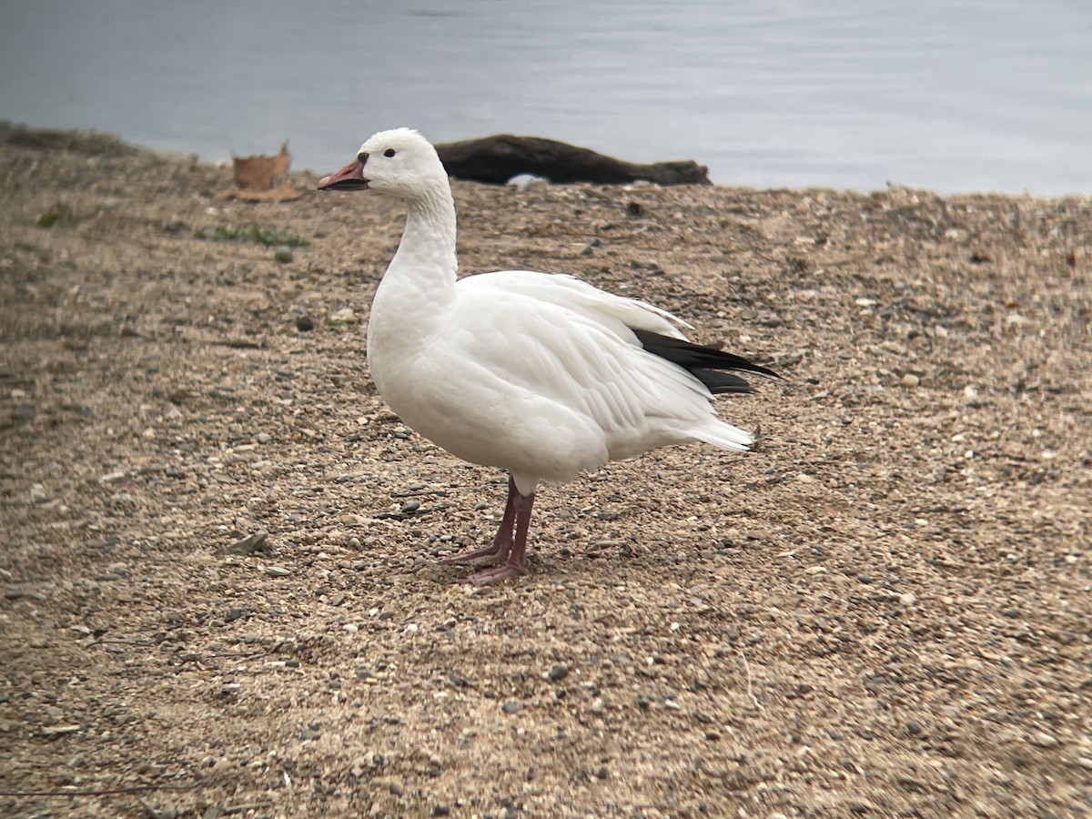 Snow Goose - ML644077368