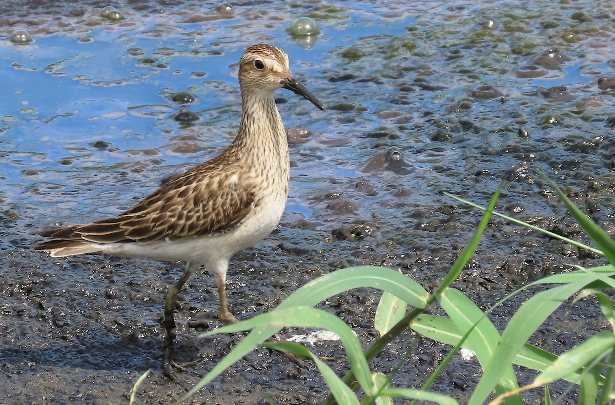Graubrust-Strandläufer - ML644077400