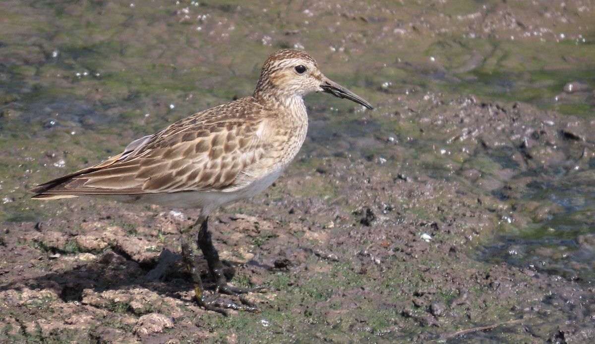 Graubrust-Strandläufer - ML644077407