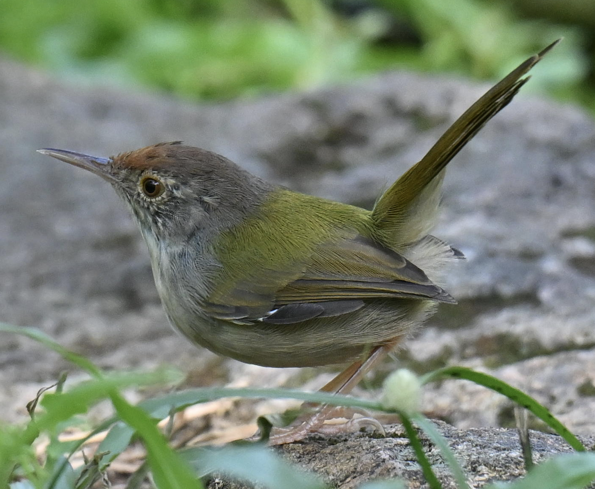Common Tailorbird - ML644077413