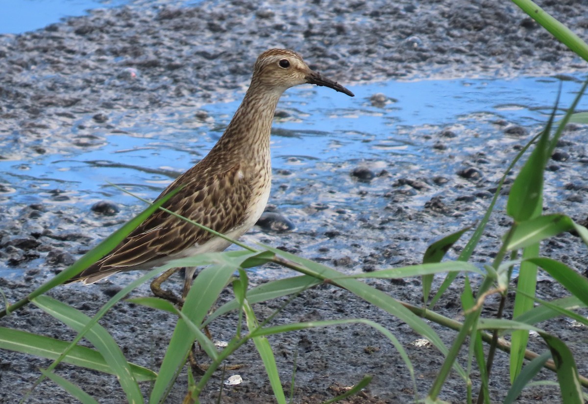 Graubrust-Strandläufer - ML644077416