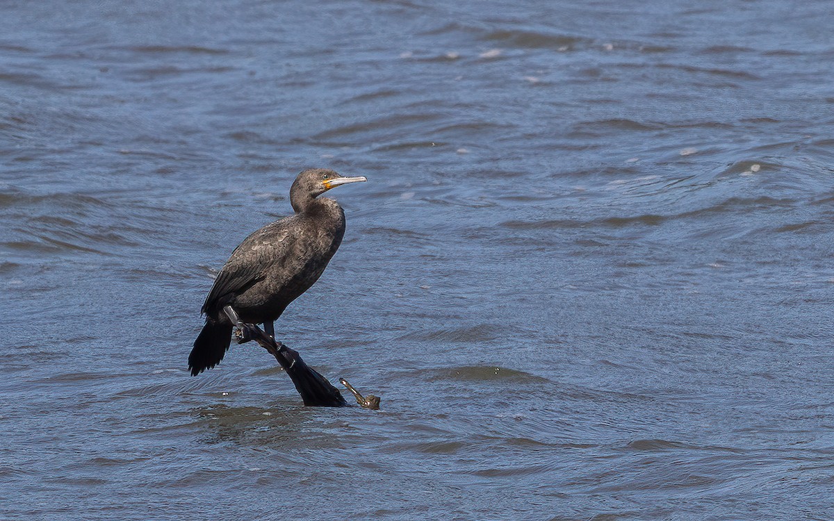 Cape Cormorant - ML644077419
