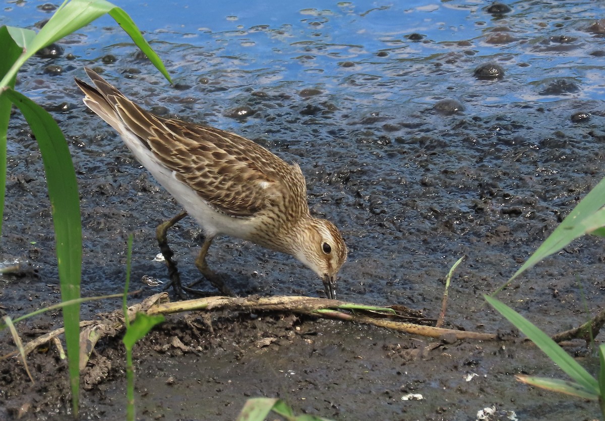Graubrust-Strandläufer - ML644077420