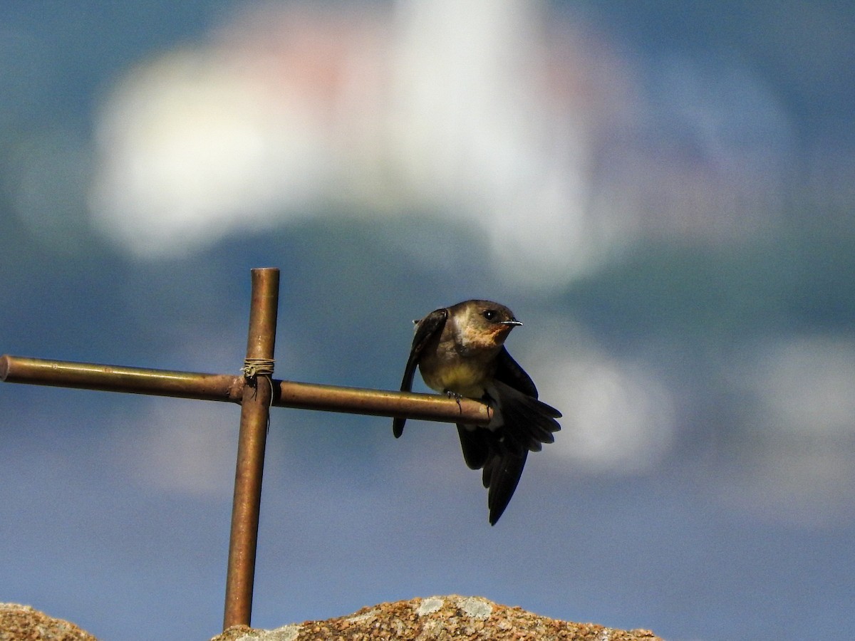 Golondrina Gorjirrufa - ML644077421