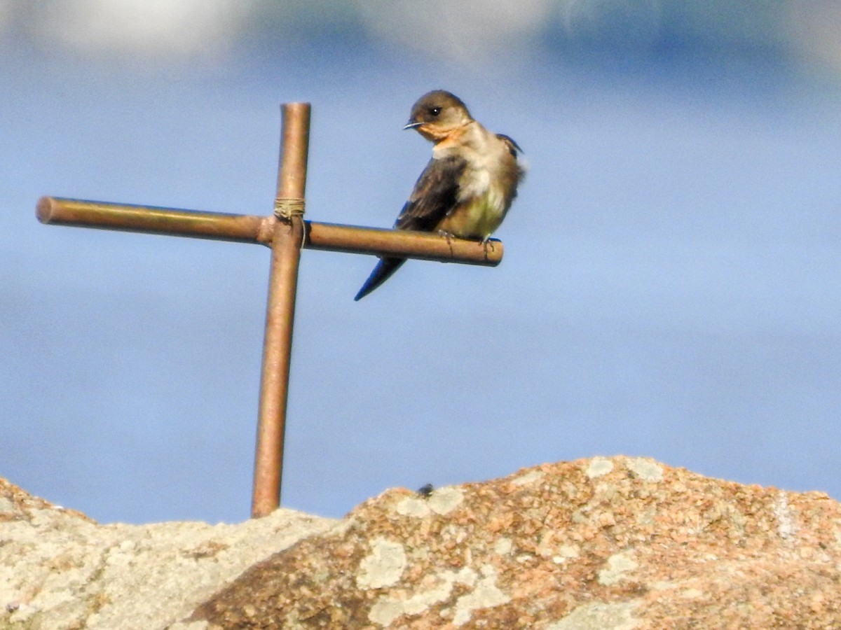 Golondrina Gorjirrufa - ML644077422