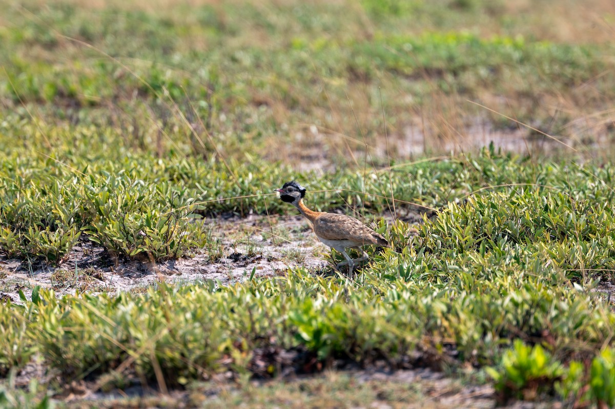 White-bellied Bustard (Barrow's) - ML644077430