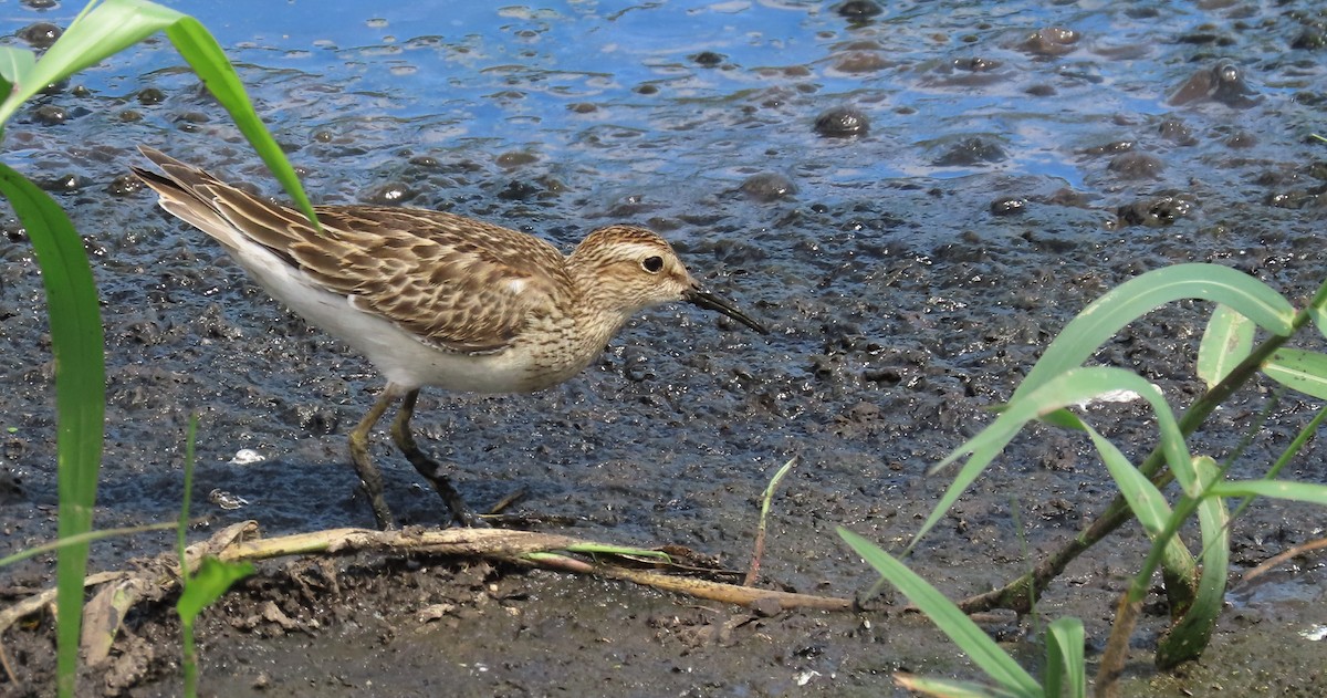 Graubrust-Strandläufer - ML644077434