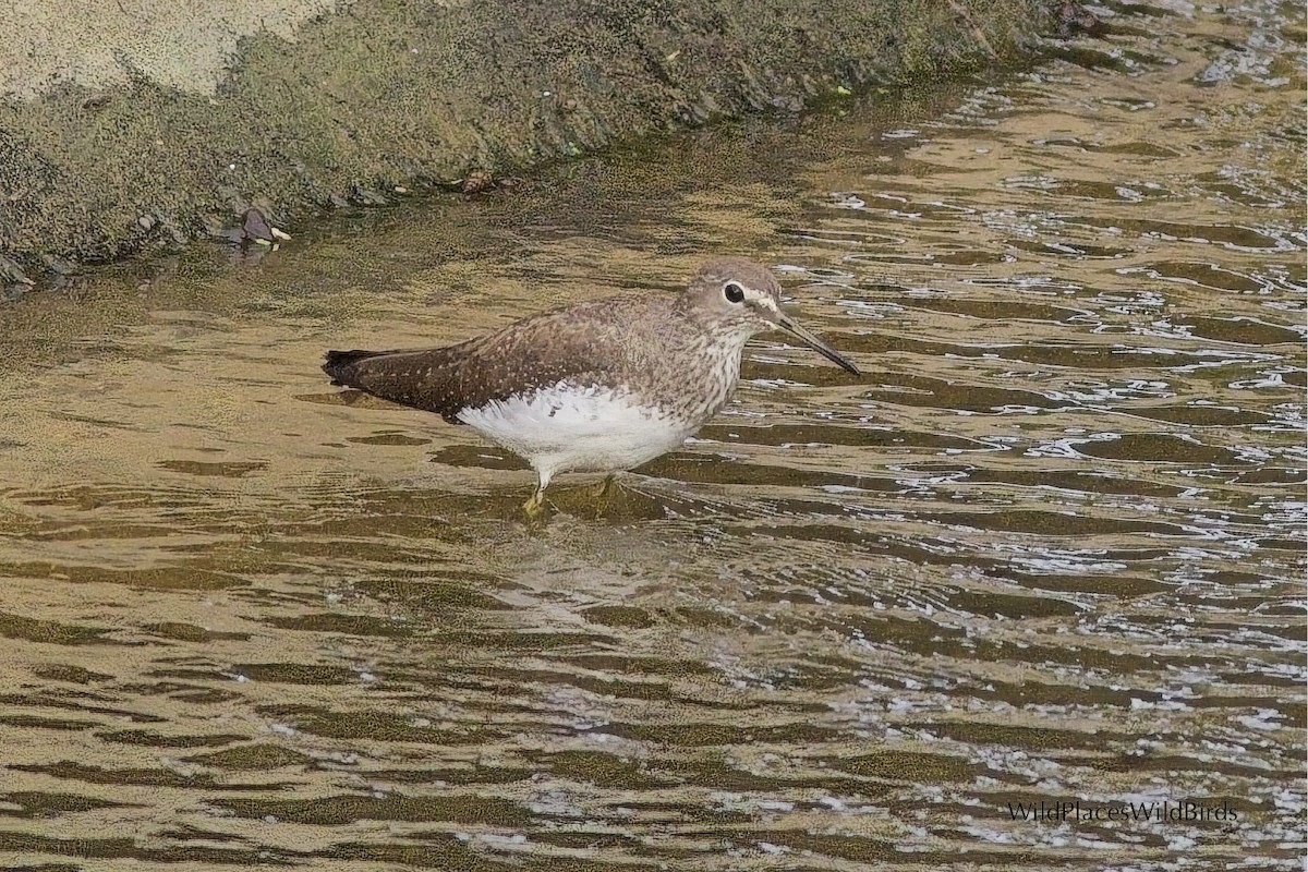 Green Sandpiper - ML644077457