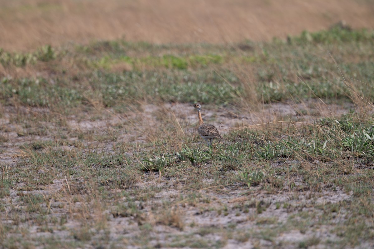 White-bellied Bustard (Barrow's) - ML644077458