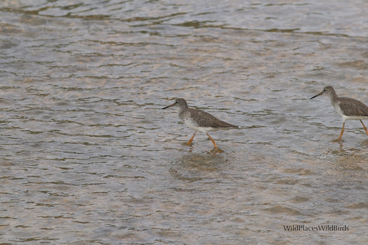 Common Redshank - ML644077465