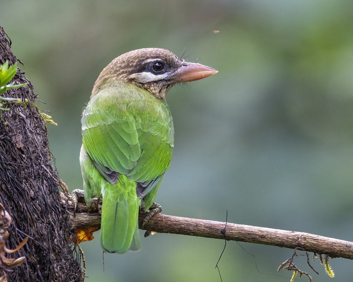 White-cheeked Barbet - ML644077467